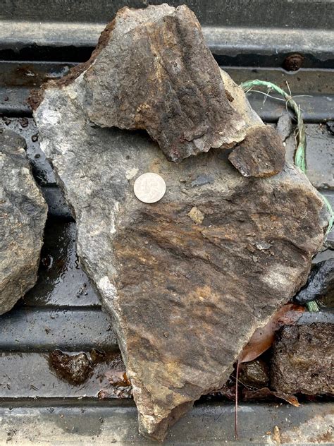 limestone fossils for sale|limestone with unknown fossil.